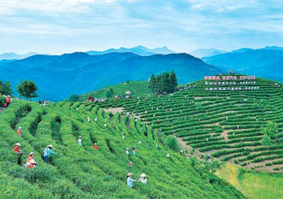 在陕西省平利县蒋家坪村茶园里，茶农正在采茶，游客漫步其间。王 韬摄