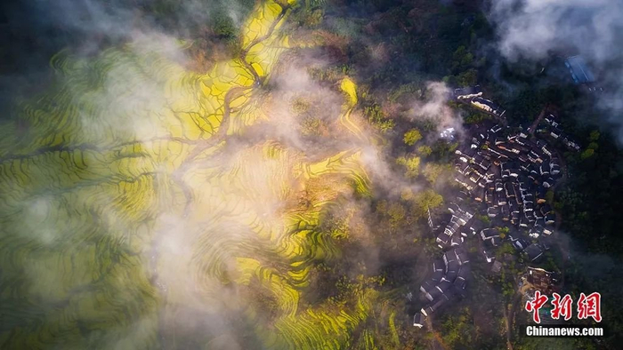 江西婺源油菜花海迎春绽放。篁岭景区供图