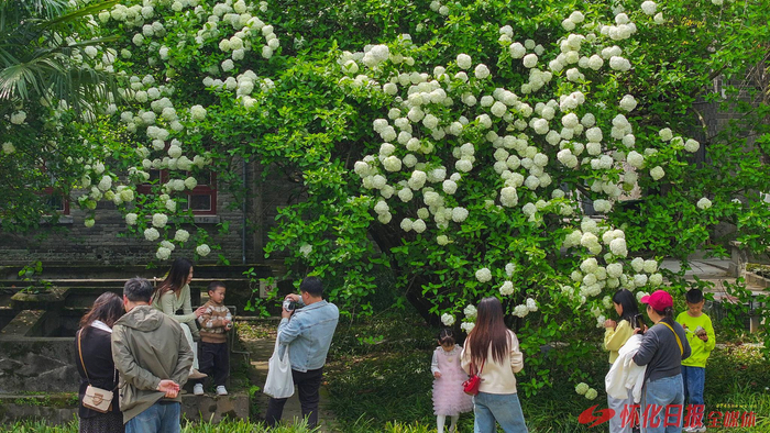 4月6日，安江农校的绣球花正值盛花期，吸引众多游客前来打卡。（怀化日报全媒体记者 潘雨 摄）