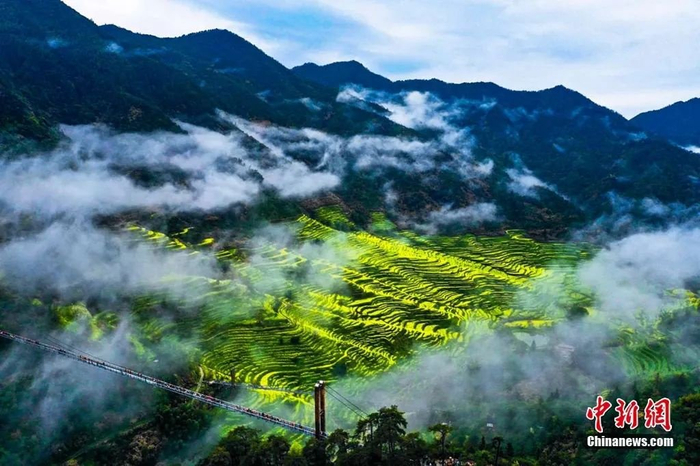  江西婺源油菜花海迎春绽放。篁岭景区供图