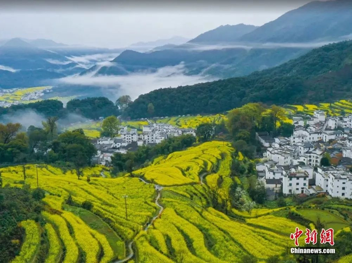  婺源油菜花盛开。图源：上饶文旅