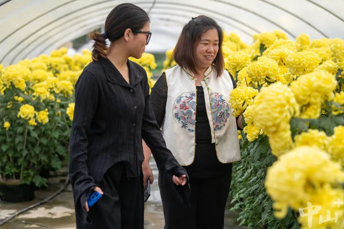 在小榄镇经营30余亩食用菊种植基地的区娟花（右）。见习记者 张景天 摄
