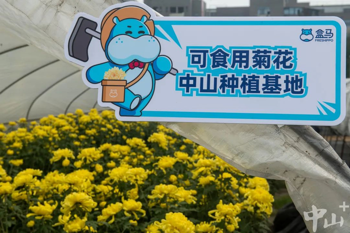 中山的糖心菊不仅打开销路，其数据也反哺农户、指导生产。见习记者 张景天 摄