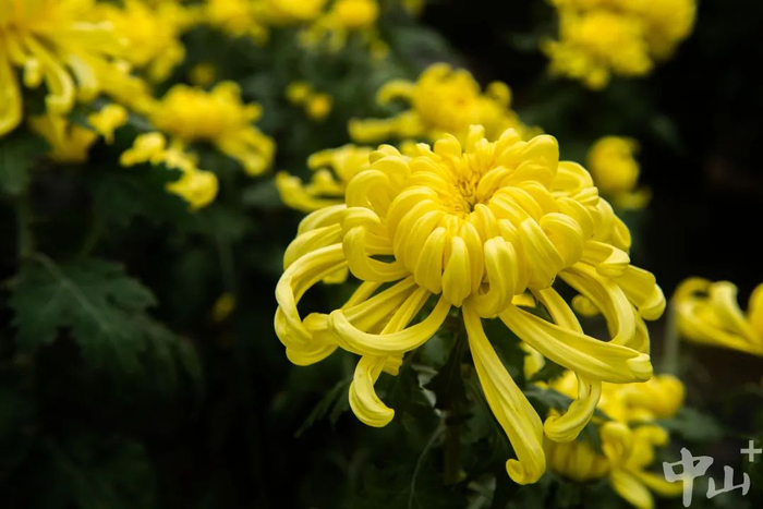 种植基地中的糖心菊。见习记者 张景天 摄