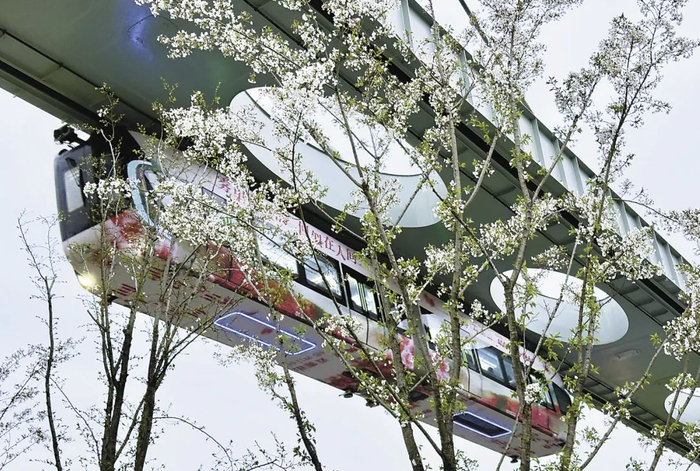 湖北武汉，运行中的光谷空轨与盛开的樱花相映成趣。人民日报记者 吴君 摄