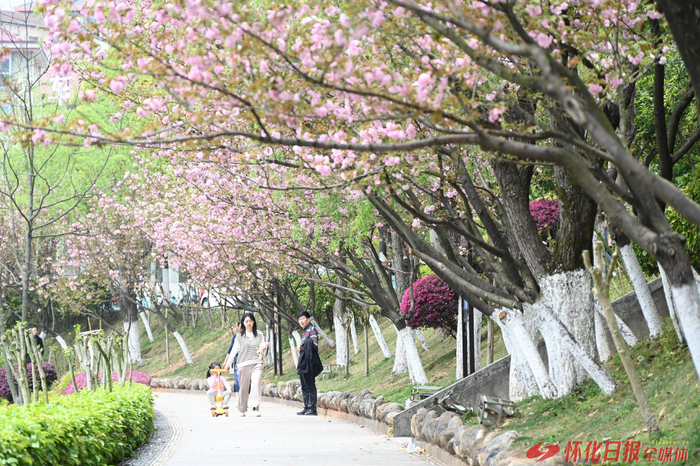 位于太平溪鹤鸣洲段的游步道旁，一排樱花盛开，市民置身其中，仿佛走入画中。（怀化日报全媒体记者 张卓 摄）