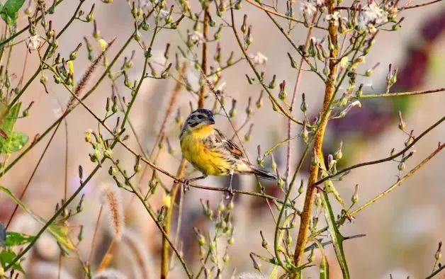 鸟友在南苑森林湿地公园拍摄到的国家一级重点保护鸟类黄胸鹀。鸟友张先生供图