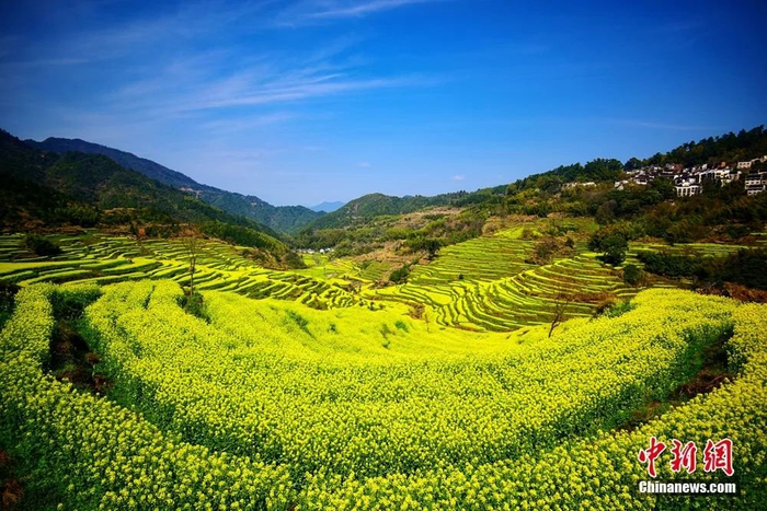  江西婺源油菜花海迎春绽放。篁岭景区供图