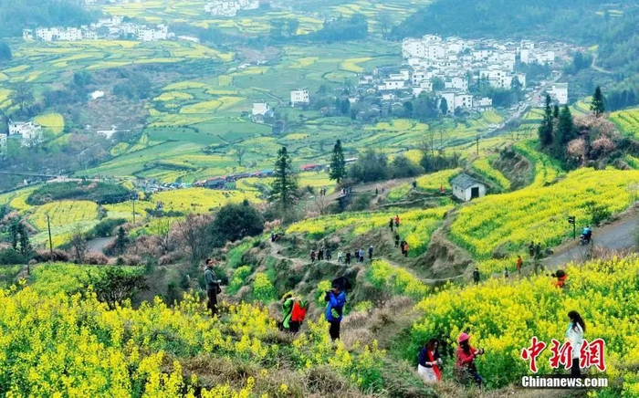  江西省婺源县江岭万亩油菜花竞相绽放。卓忠伟 摄