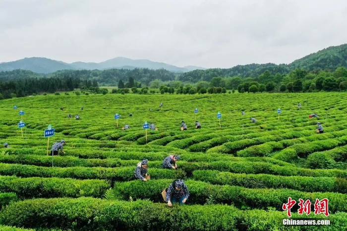  江西省婺源县思口镇金竹有机茶园。刘占昆 摄