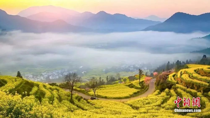  婺源油菜花盛开。图源：上饶文旅