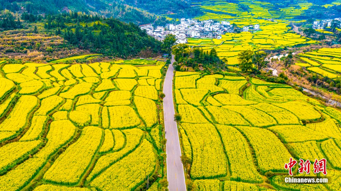  婺源油菜花盛开。图源：上饶文旅