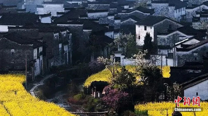  婺源油菜花盛开。图源：上饶文旅