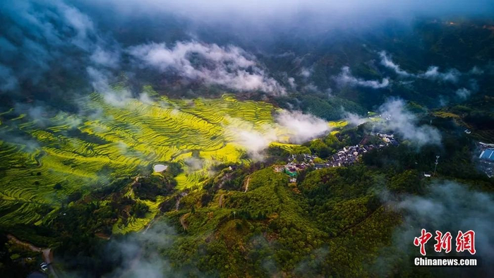  江西婺源油菜花海迎春绽放。篁岭景区供图