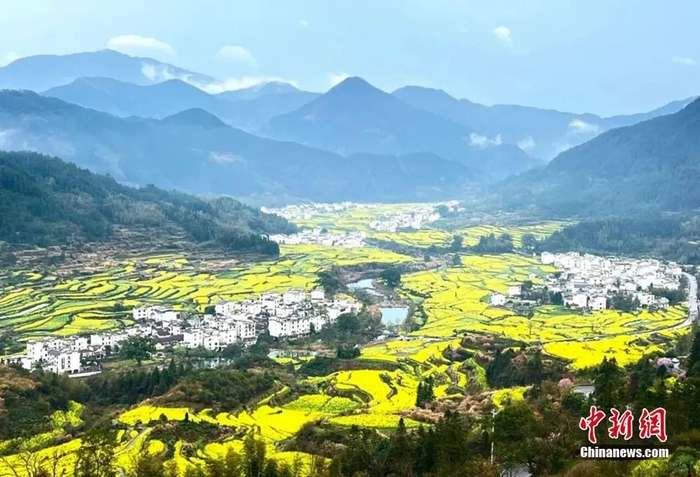  婺源油菜花盛开。图源：婺源乡村文旅