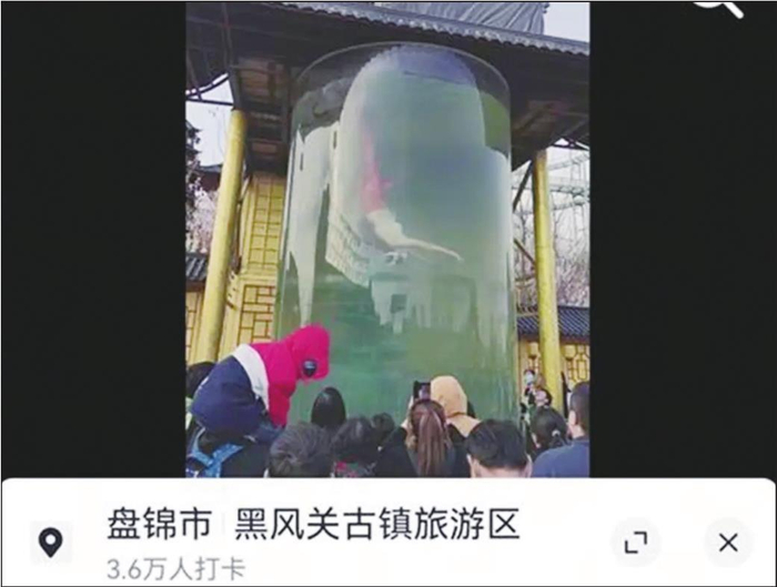         网友发视频显示，盘锦市大洼区黑风关古镇景区美人鱼表演水质混浊。视频截图