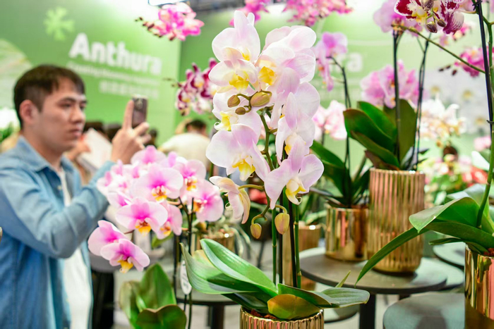 安祖花蝴蝶兰，颜筱依摄