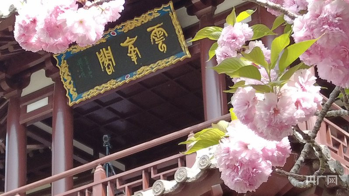 云峰阁前盛放的粉樱（央广网发  实习记者霍嘉怡  摄）
