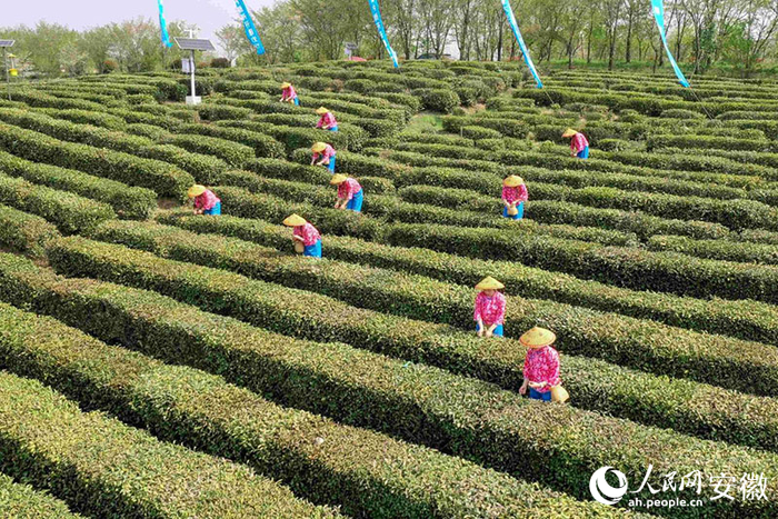 徽茶开采。人民网记者 陈若天摄