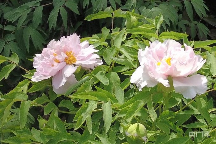 并蒂牡丹花香四溢（央广网发  实习记者霍嘉怡  摄）