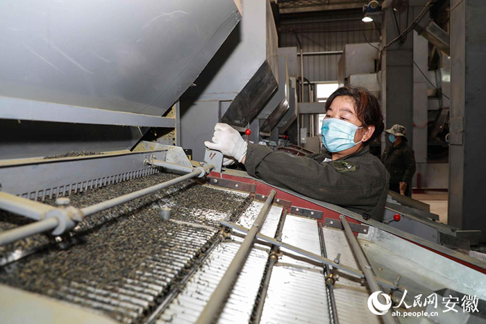 安徽金寨，工人加工出口的夏秋茶。人民网记者 张俊摄