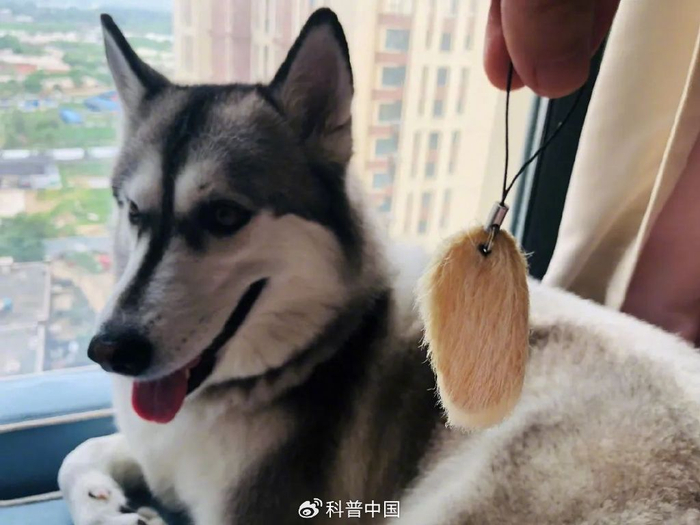 图：“小芒狗”  作者拍摄