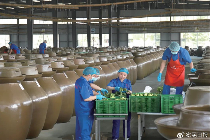 在四川眉山老坛子公司的泡菜车间，工人在添加芥菜入坛。受访者供图