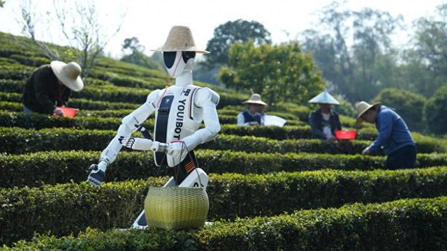 “巡霄”在广东省惠州市一个茶园里采茶。（此为视频截图）