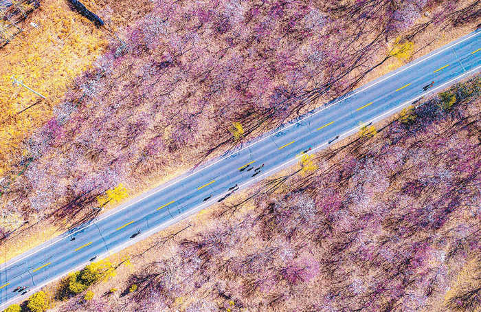 航拍香营半程马拉松，公路上的跑者与旁边的花海都生机勃勃。邓伟 摄