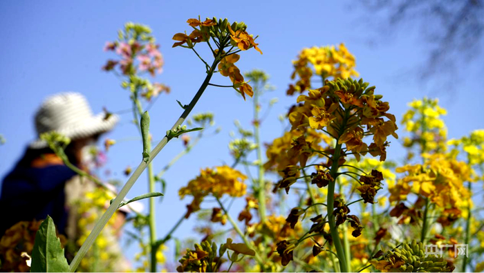 彩色油菜花（央广网发  李婕  摄）