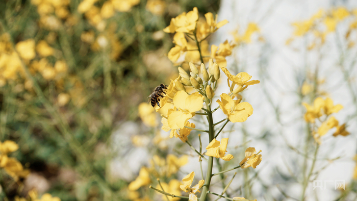 蜜蜂在油菜花间采蜜（央广网发  李婕  摄）