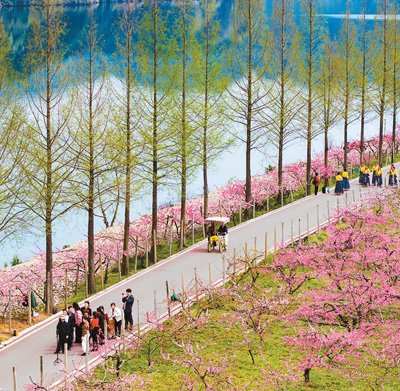 湖南省怀化市辰溪县柿溪乡溪口村青山秀水，桃花盛开正艳，吸引不少游客前来观光度假。田 敏摄（人民图片）