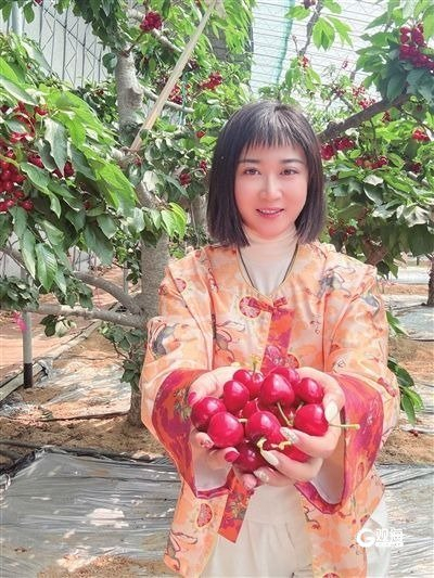 万莉在采摘大樱桃。