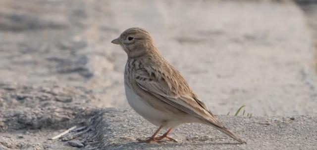 中亚短趾百灵。 cheavy摄