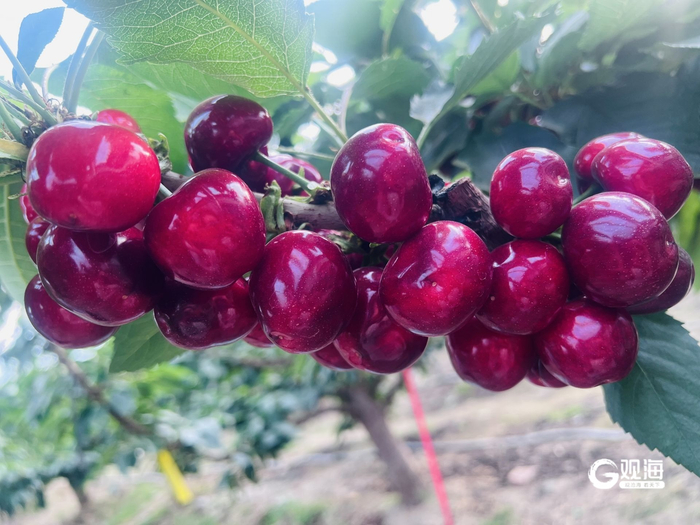 美早大樱桃挂满枝头。