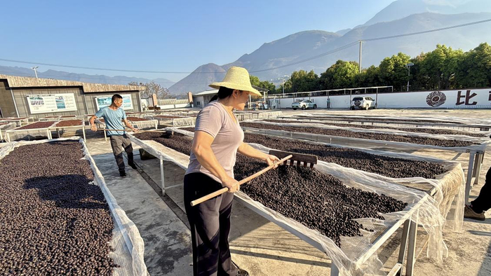 咖农正在晾晒新采摘的咖啡鲜果。人民网记者 乔雪峰摄