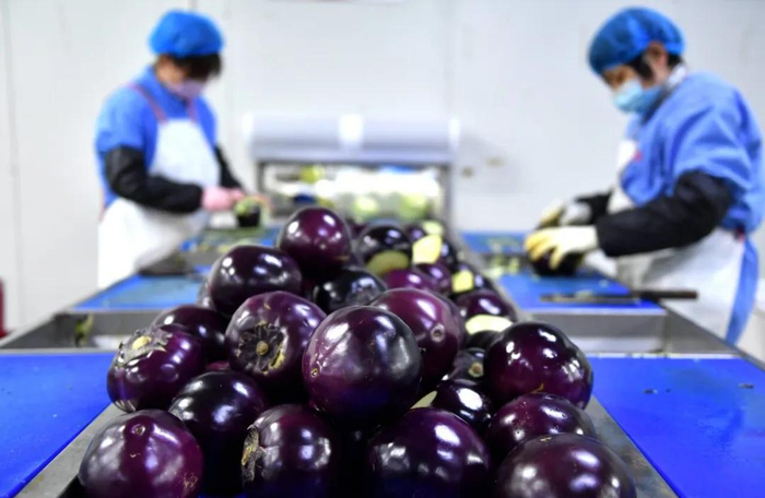 工作人员在净菜加工企业生产车间内加工茄子。王晓摄（新华社）
