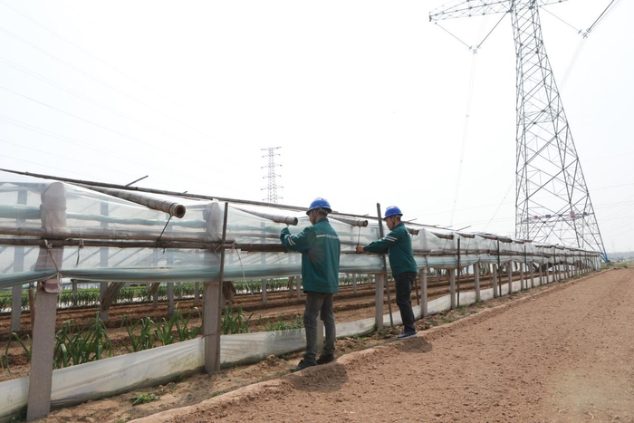 国网高密市供电公司工作人员协助客户对线路通道内的塑料大棚进行加固
