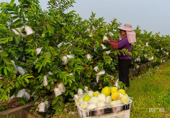 增江街光辉村番石榴园内果香正浓（央广网发  增宣供图）