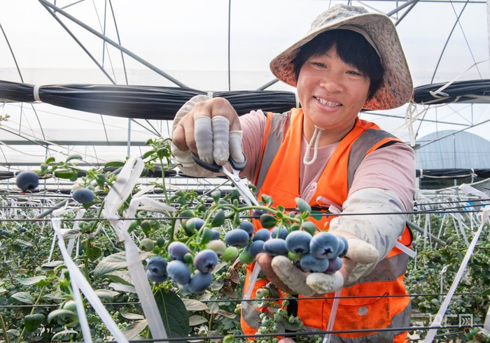 增城蓝莓迎来采摘季（央广网发  增宣供图）
