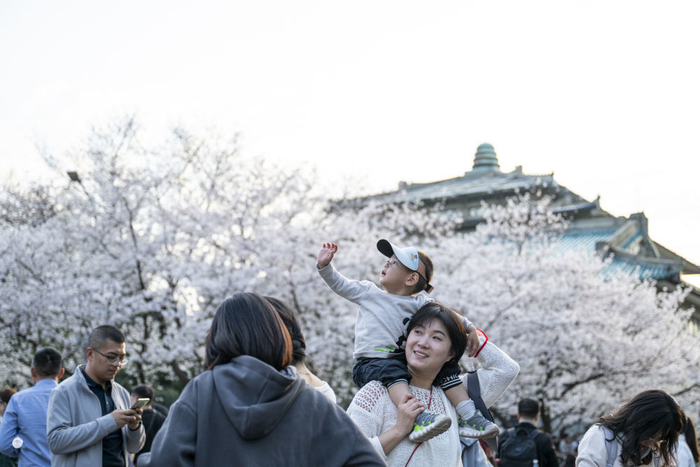 3月22日，游客在武汉大学赏樱。新华社记者 伍志尊 摄