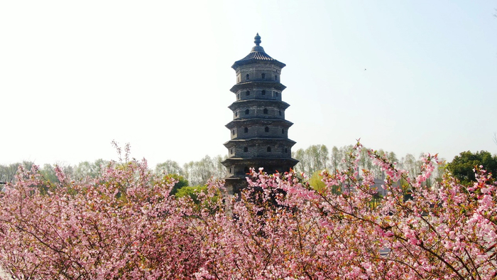 海春轩塔与海棠相得益彰。王子杰 摄