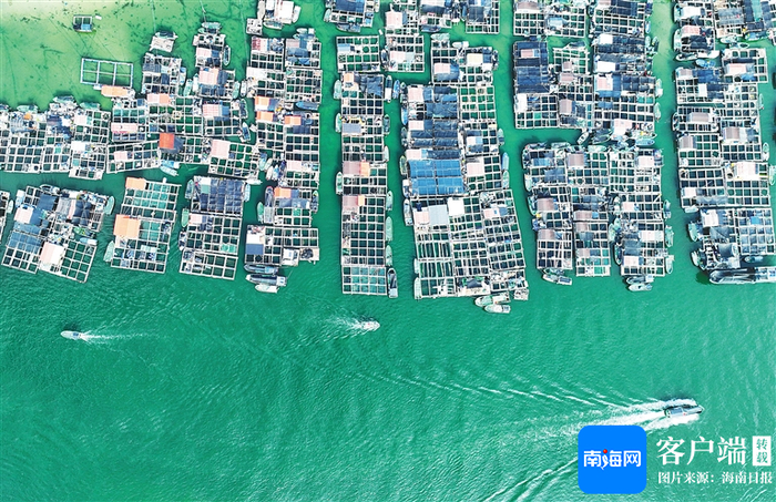 位于陵水新村镇新村渔港的疍家渔排。海南日报全媒体记者 张茂 摄