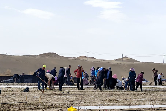 在民丰县防沙治沙试验站，林草技术中心的技术人员与护林员协作栽种耐旱中草药苗 （央广网发 马晓杉 摄）