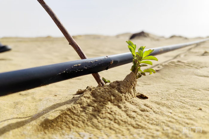 塔克拉玛干锁边合龙区域的于田县万花园沙产业试验田沙漠玫瑰露出新芽 （央广网记者丁安 摄）