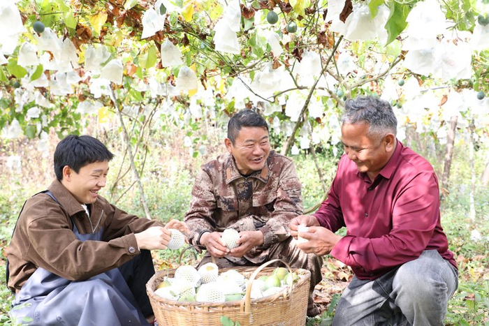 热情果丰收。陶平摄