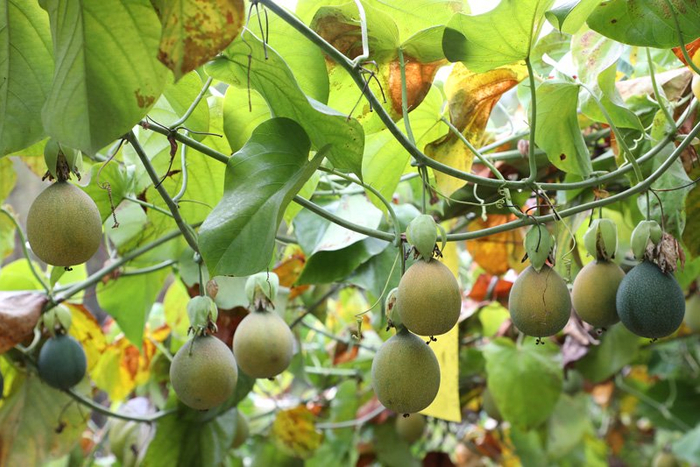 热情果。陶平摄