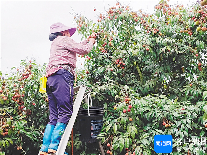 4月12日，陵水本号镇黎盆村荔枝种植基地，工人在采摘荔枝。海南日报全媒体记者 余佳琪 摄