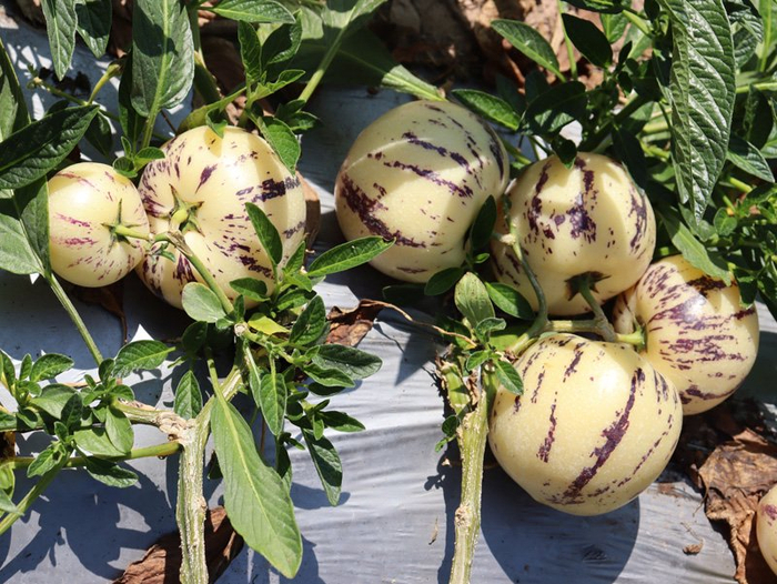 成熟的人参果。鲁集美摄