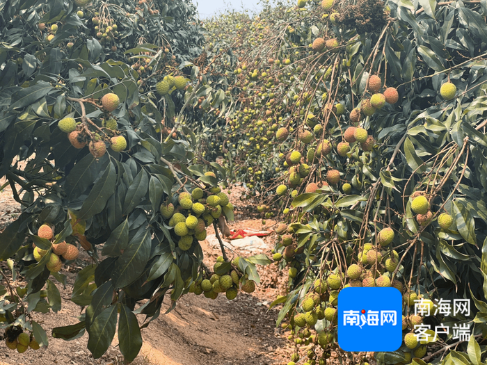 乐东“桂花香”荔枝。记者 张宏波 摄